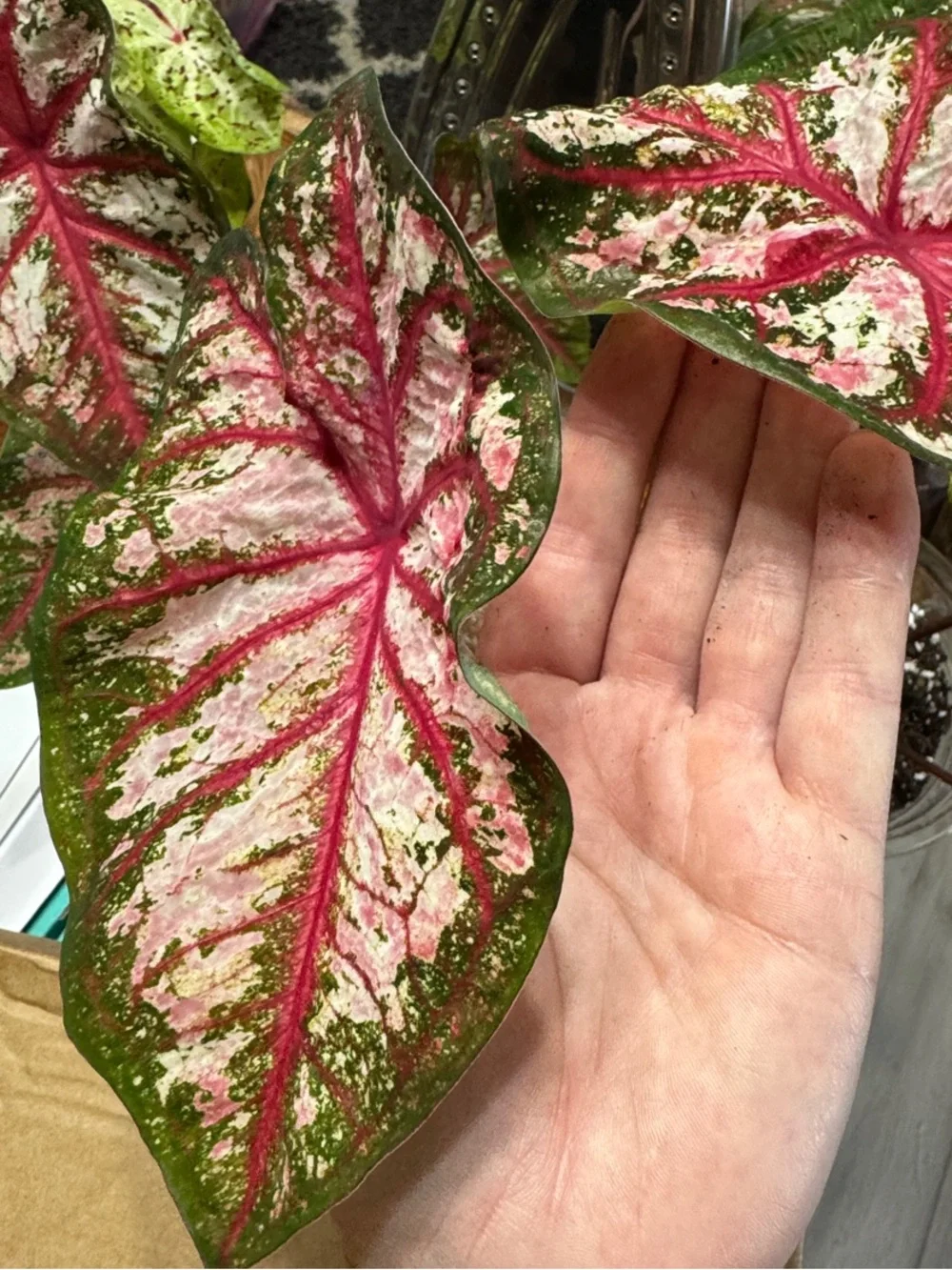 Caladium Carolyn Whorton - Rooted